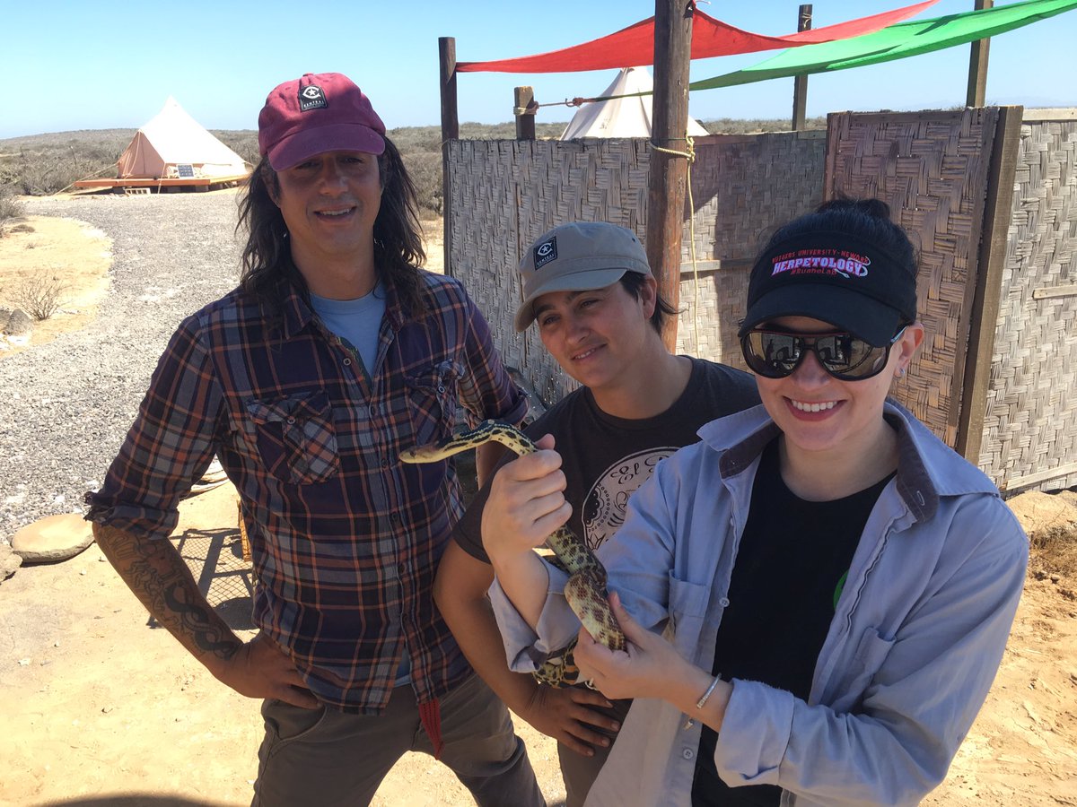 Sara_and_Snakes's tweet photo. First snake of Baja 2017! Pituophis vertebralis @IslandsSeas https://t.co/If7bl7XTrD