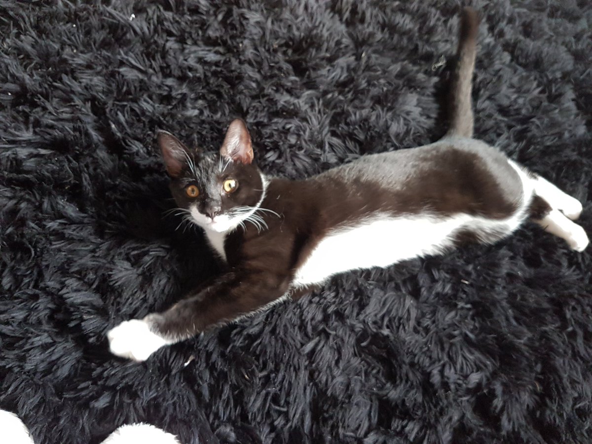 JustCarly91's tweet photo. @PetsatHome #VIPjul17 Thomas the Tom Cat ππβ€ Definitely one of the best personalities I've ever come across in an animal πβ€ https://t.co/EugLOvE6VB
