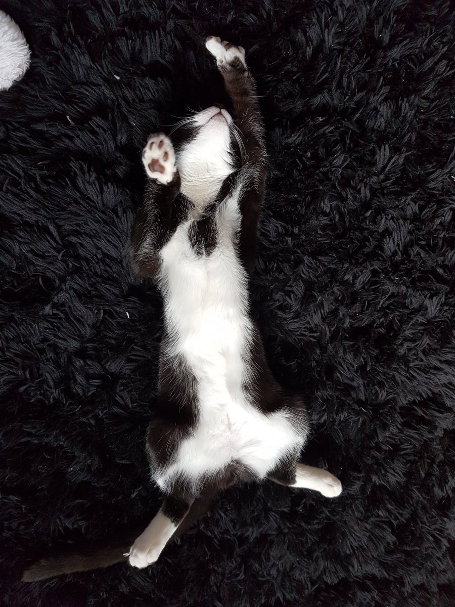 JustCarly91's tweet photo. @PetsatHome #VIPjul17 Thomas the Tom Cat ππβ€ Definitely one of the best personalities I've ever come across in an animal πβ€ https://t.co/EugLOvE6VB