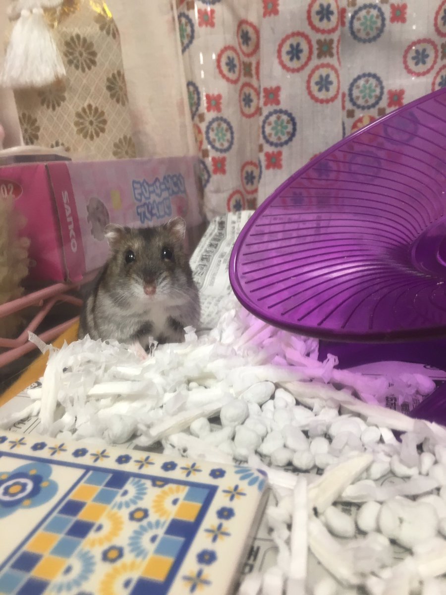 110_mickey's tweet photo. すーちゃん♡

🐹なんでちゅか♡ https://t.co/8PH312StjB