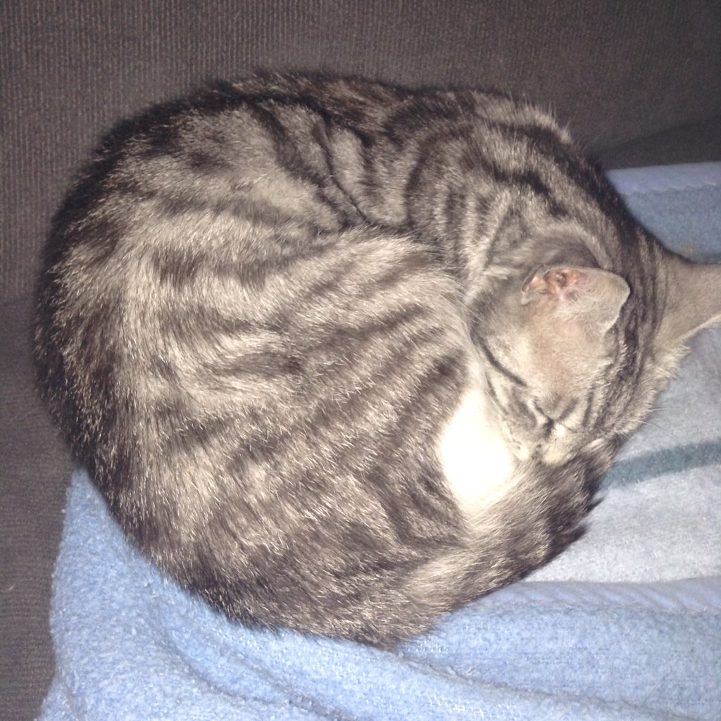 ShadyHer's tweet photo. Soft kitty, warm kitty little Ball of furr
Happy kitty sleepy kitty purr purr #SingSoftKitty #TheBigBangTheory
#StayPanda 🐼 https://t.co/1kWKmhBblu