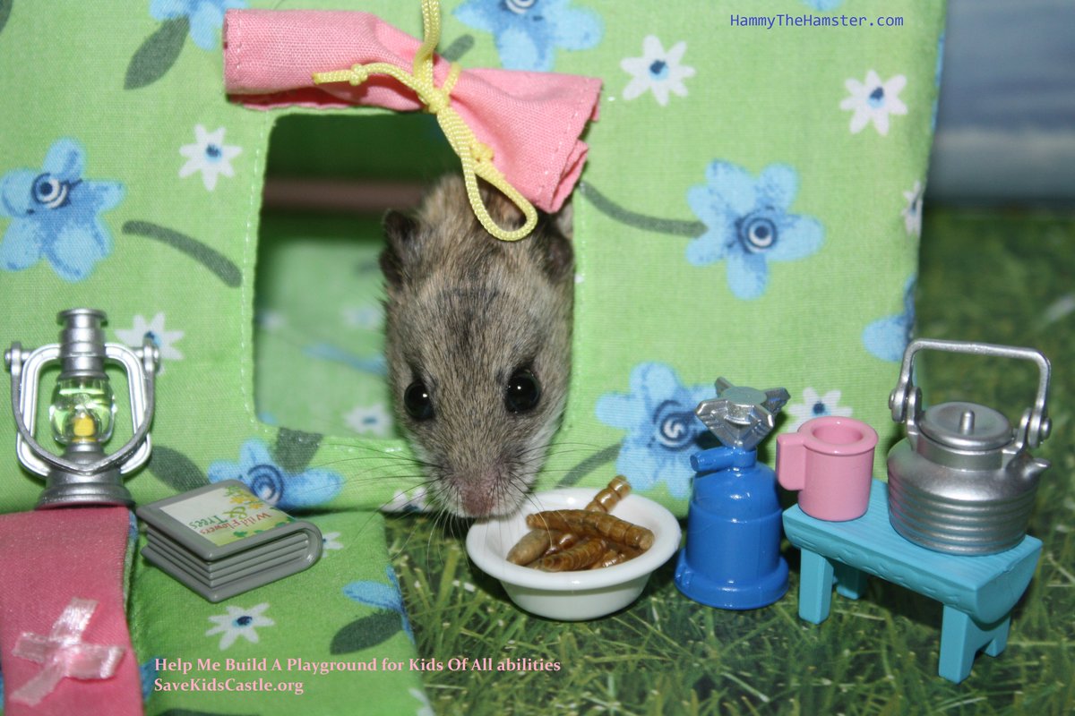 #TuesdayThoughts - Donate to <a href="/SaveKidsCastle/">SaveKidsCastle</a> :-) Lets get this inclusive playground for all built! SaveKidsCastle.org #CampingMonth