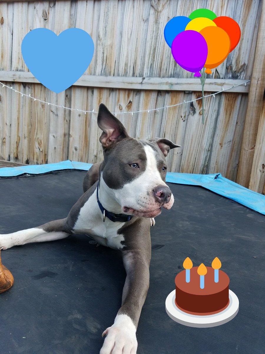 LucyFan4's tweet photo. Helios💭WOOF🐾Happy 1st Birthday to me🐾💙🐾It's my Special day, ALL Day Long🎈🎉🎂🎉🎈#ProudBullyMom #ILoveMyDogs @DailyPitbulls @WeLoveDogsUSA https://t.co/Kf7ty4V2Ux