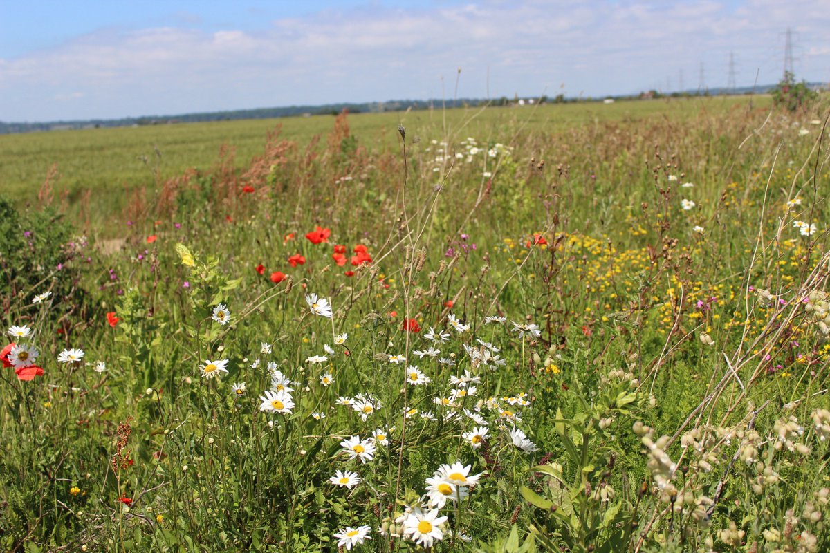 nikkigammans's tweet photo. Good progress with our habitat creation under wind farm turbines.The soil is very dry so we will cut to prolong flowering season July https://t.co/ZM2cRxInBF