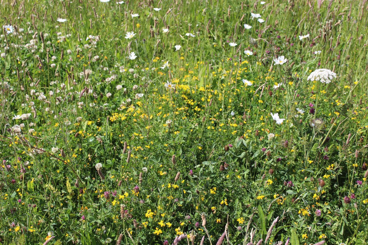 nikkigammans's tweet photo. Good progress with our habitat creation under wind farm turbines.The soil is very dry so we will cut to prolong flowering season July https://t.co/ZM2cRxInBF