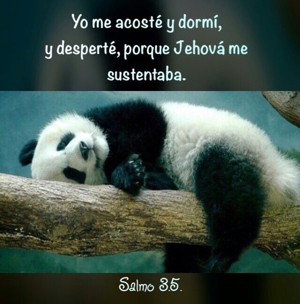 смешная панда.