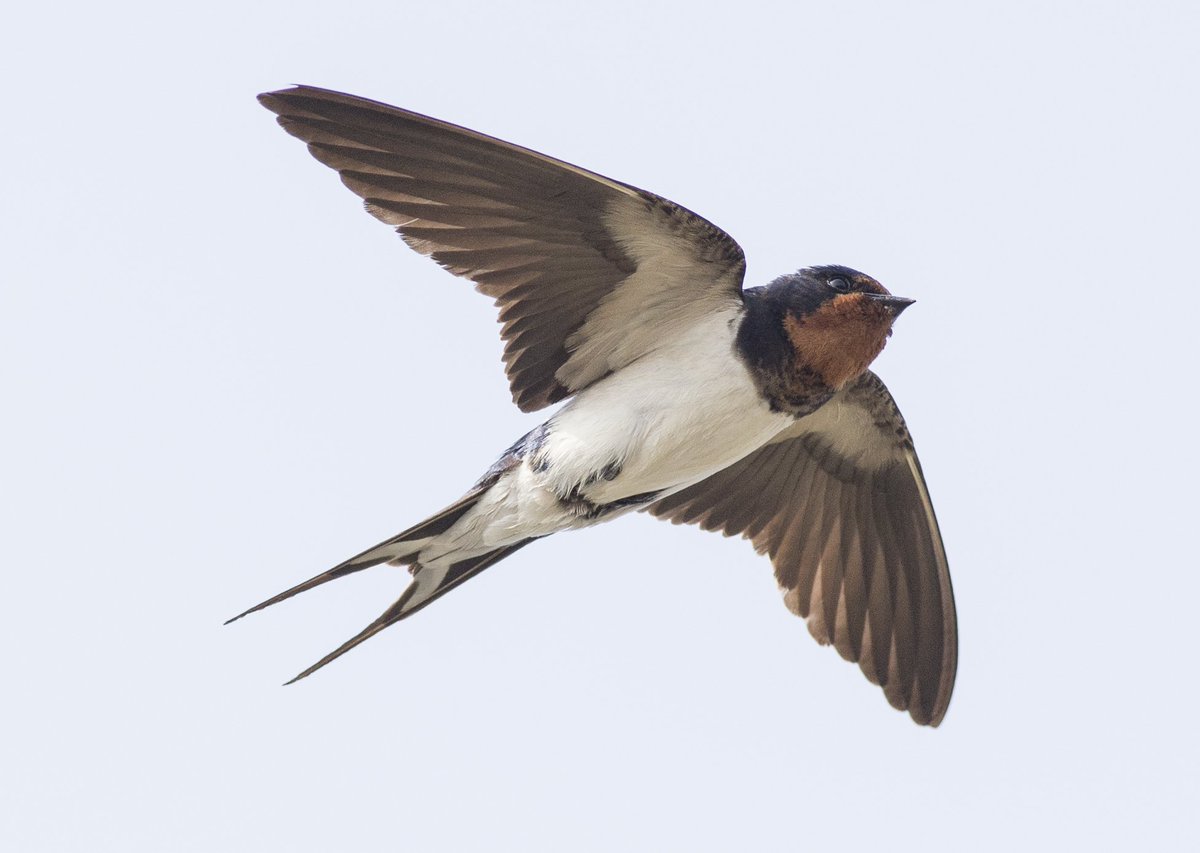 West Prairie Sur Twitter 飛んでる鳥をすごく綺麗に撮りますよね 早すぎて中々上手くできないんですがどうやってるんですか