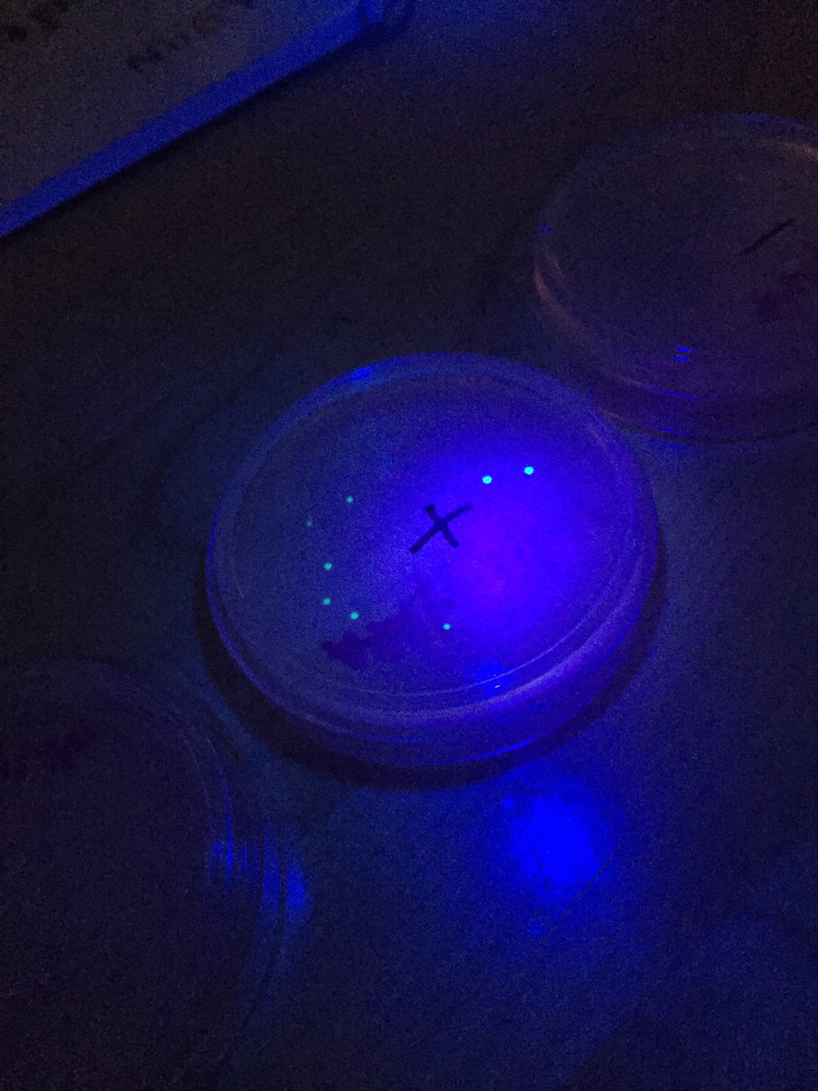 Maize High FFA tweet media