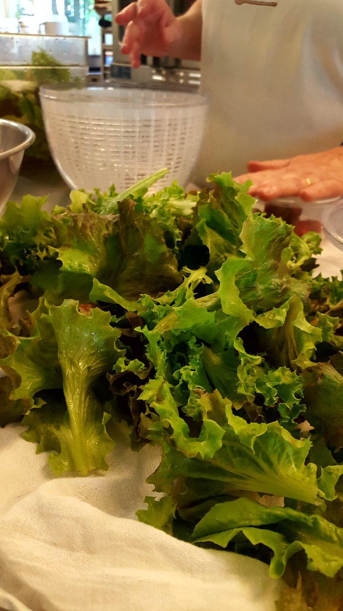 TheJuniperSpoon's tweet photo. Fresh lettuce straight from the #junipergarden! Probably the last until fall. #leaflettuce #homegrown #springstrawberrysalad #farmtotable https://t.co/wMqPC9McWU