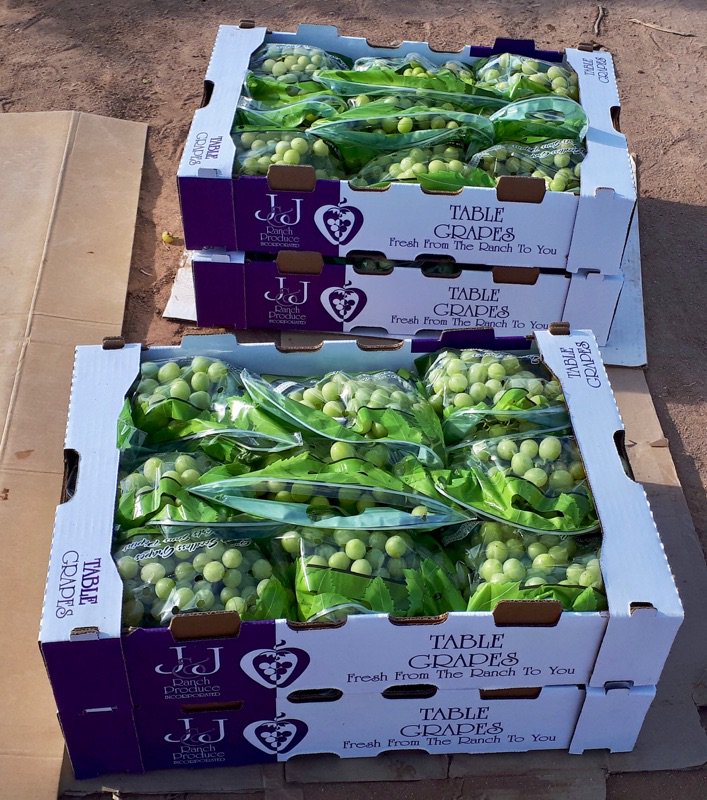 JJRanchProduce's tweet photo. Happy Tuesday Everyone! We have Sugarones from Caborca, Mexico! Give us a call today! https://t.co/he3jcHFzGk