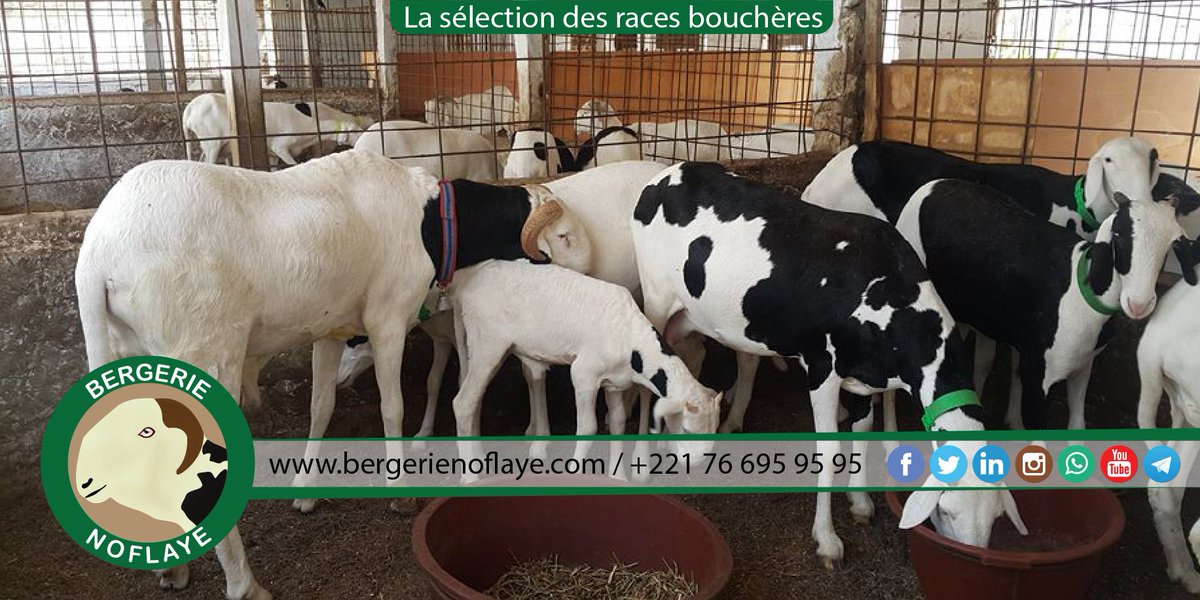 bergerienoflaye's tweet photo. LA SÉLECTION DES #RACES BOUCHÈRES:
Une identification #fiable et pérenne, l’#animal conservant le même numéro ...
https://t.co/pUliofN81Q https://t.co/WMB45O9Pms
