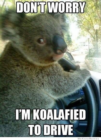 Driving with your fur babies on your lap could be distracted driving and result in a $280.00 fine. #TrafficTipTuesday