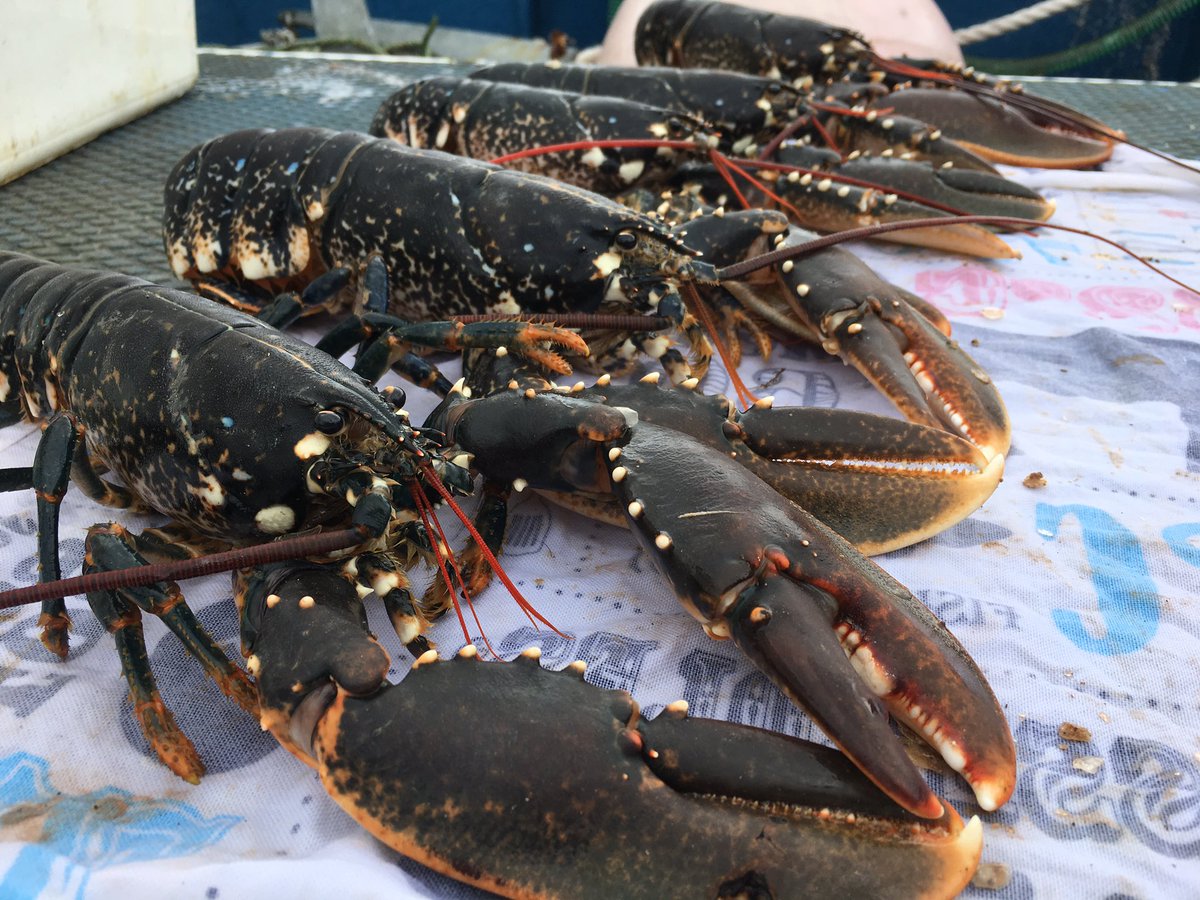 PassionSeafood's tweet photo. That's more like it..... 😎👌🏼#nativelobsters #nicelittlehaul https://t.co/yQPc0xQ9G2