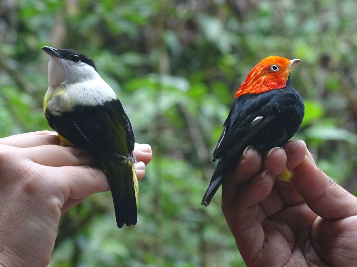 UBERIBZ's tweet photo. Bird of the Week! Renowned for their courtship display. Left: White-collared Manakin; Right: Red-capped Manakin #Birdbanding #Belize #UBERI https://t.co/D6rl8yMqAA
