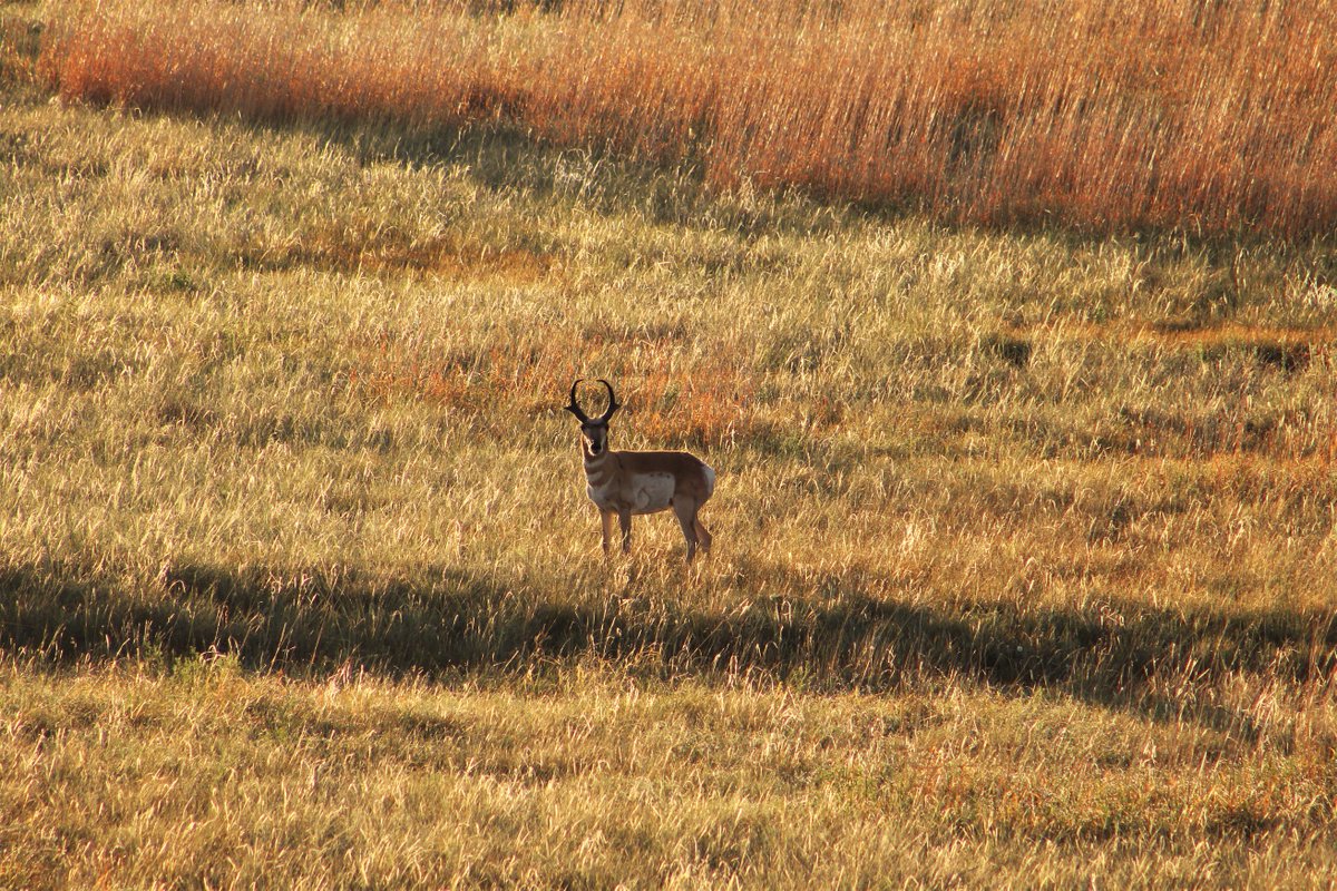RainbowRyders's tweet photo. Oh deer! What a view.
#BalloonView #BalloonCOS #RainbowRyders https://t.co/XSPHFClG1g