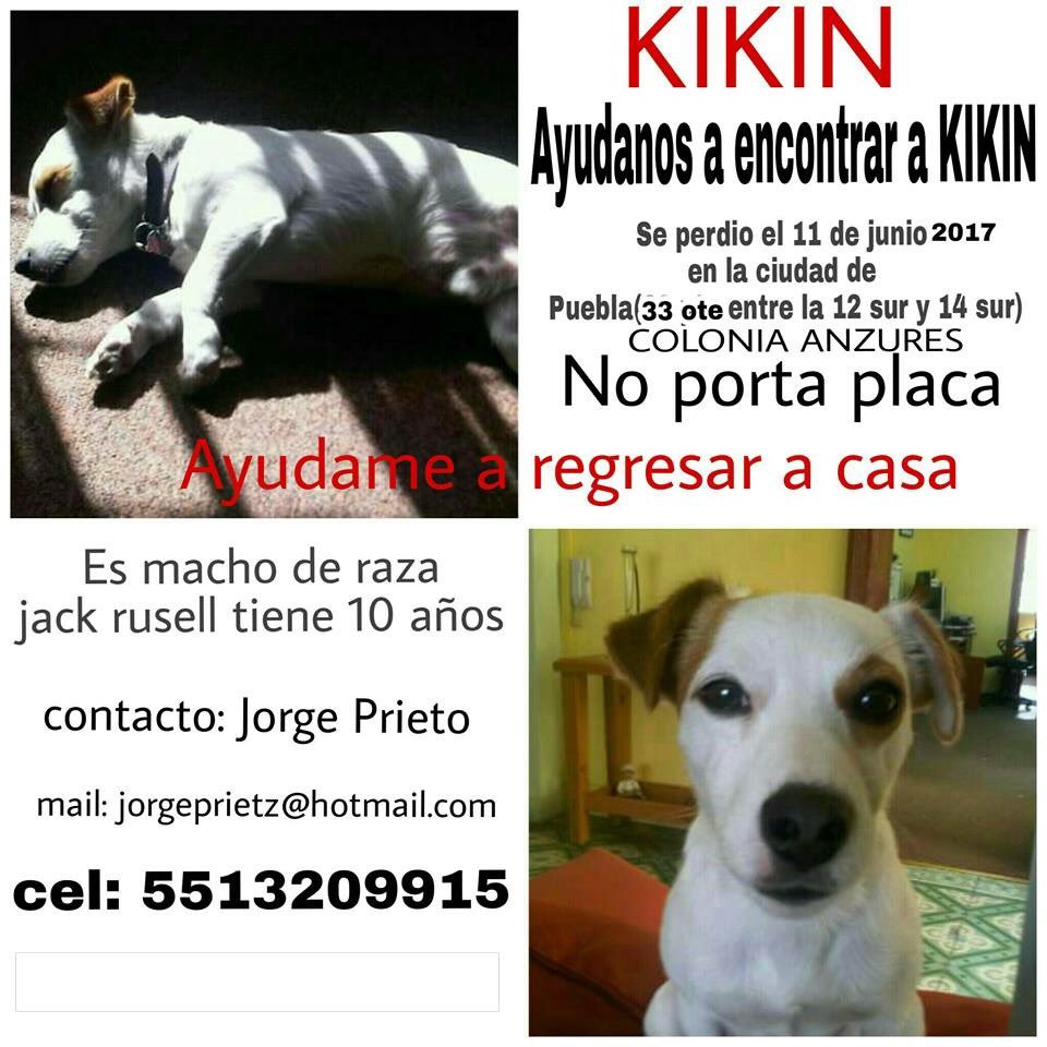 PrrosPerdidosMX's tweet photo. #EXTRAVIADO #SEBUSCA #MACHO #KIKIN Se extravió el:
Fecha: 11 de Junio del 2017. 
Col. Anzures Ciudad #Puebla https://t.co/sCpNePCc77