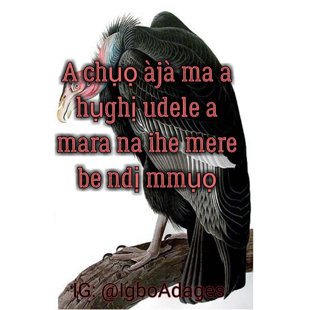 Igboadage's tweet photo. A chụọ àjà ma a hụghị udele a mara na ihe mere be ndị mmụọ
#IgboAdage #IgboPeople #IgboLand #Igbo #IgboProverbs #Proverbs #Wisdom #Words https://t.co/VDLByivmak
