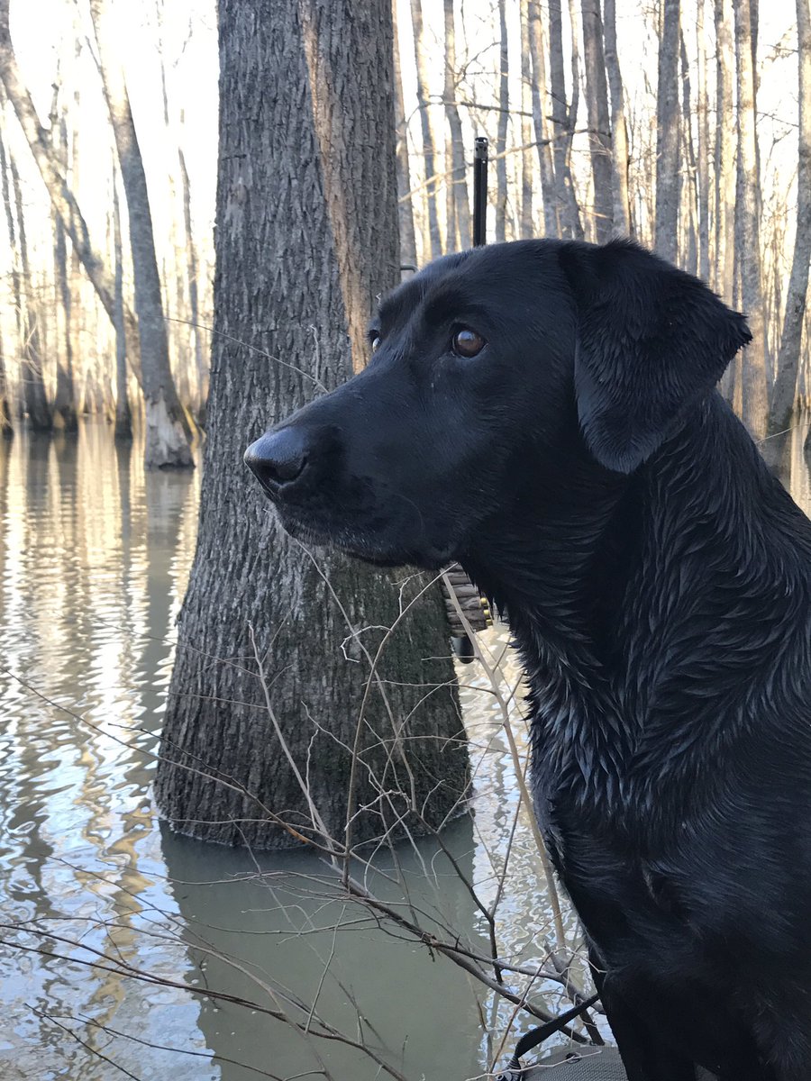 the_keypro's tweet photo. #C4C2017 @SportDOGBrand @DeltaWaterfowl https://t.co/L5TVt8IhBh