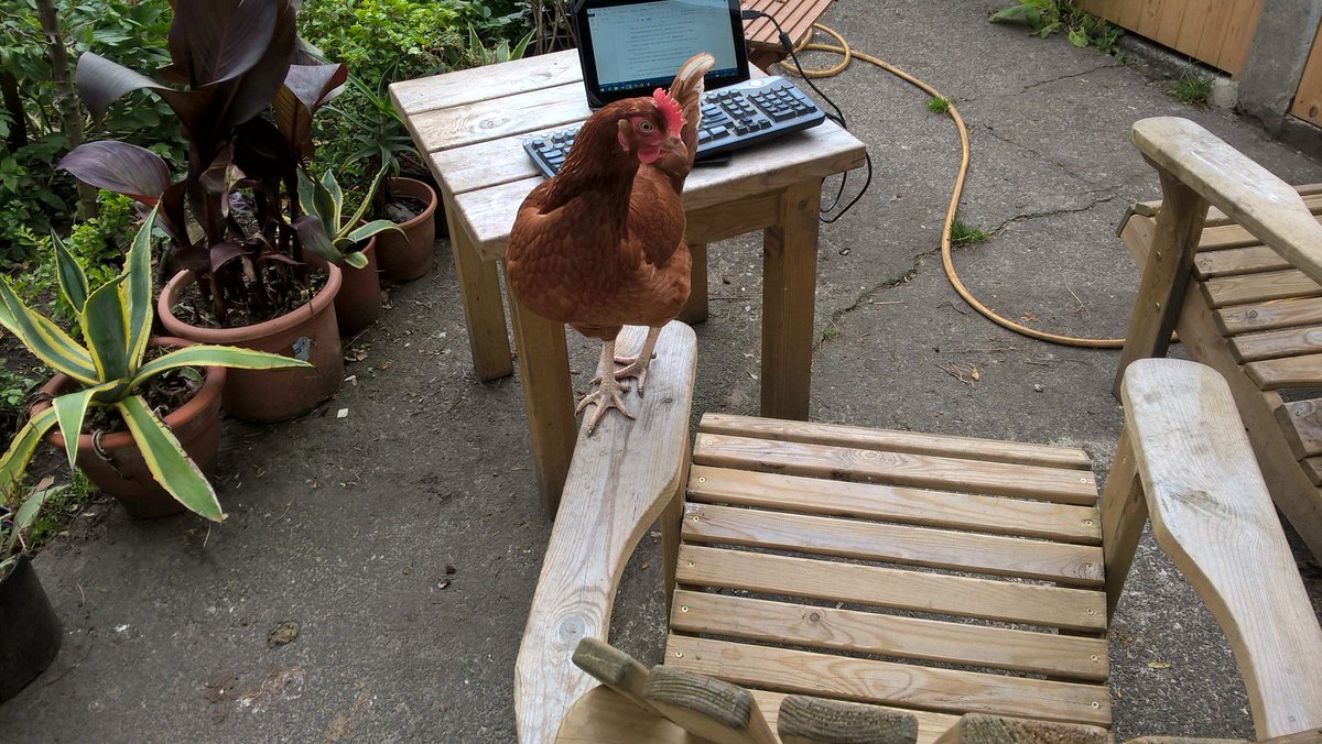 MichelleLStyles's tweet photo. Even my new hen has a view on my writing. First editorial cats, now editorial chickens #amwriting #harlequinhistorical https://t.co/z8EITt0i4E