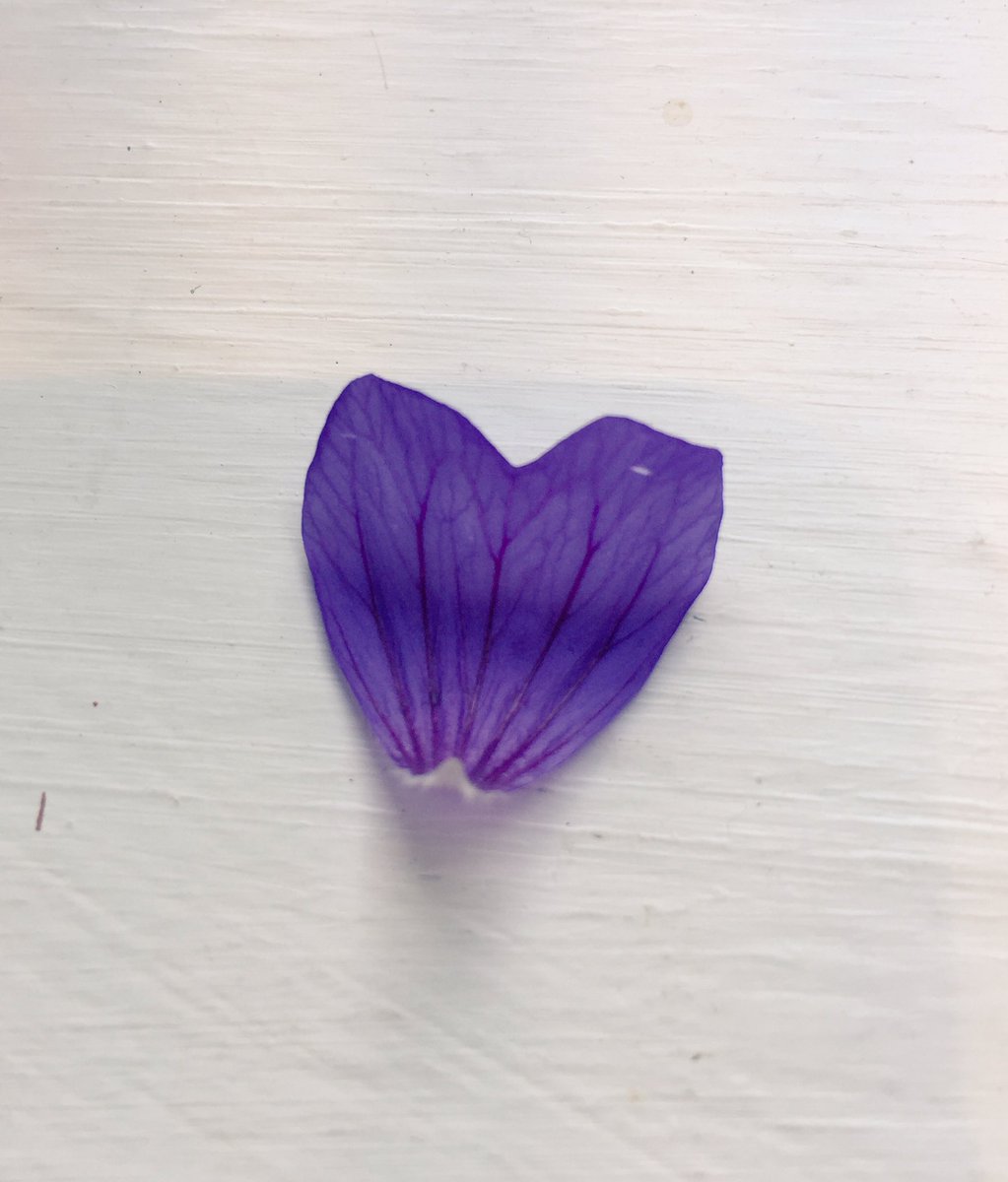 scooTow's tweet photo. #petal #love #heart #geranium https://t.co/JTi7E9cIdi