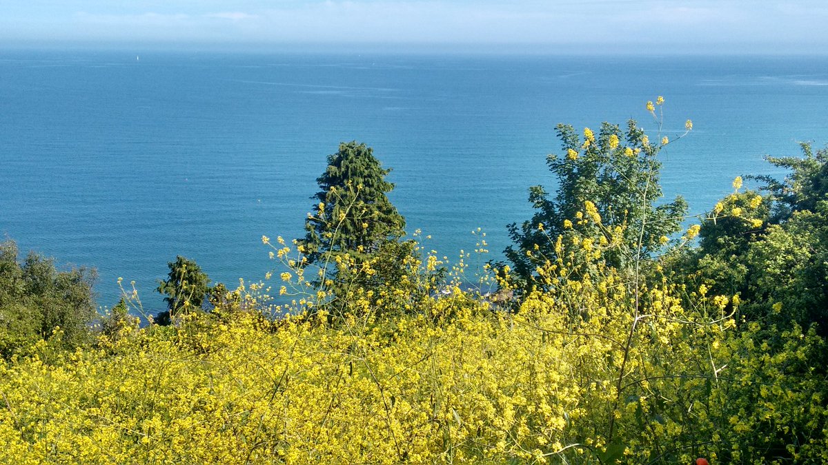 judy_in_the_sky's tweet photo. June is flaming at last.  #lovelooe https://t.co/2itFgipnLd