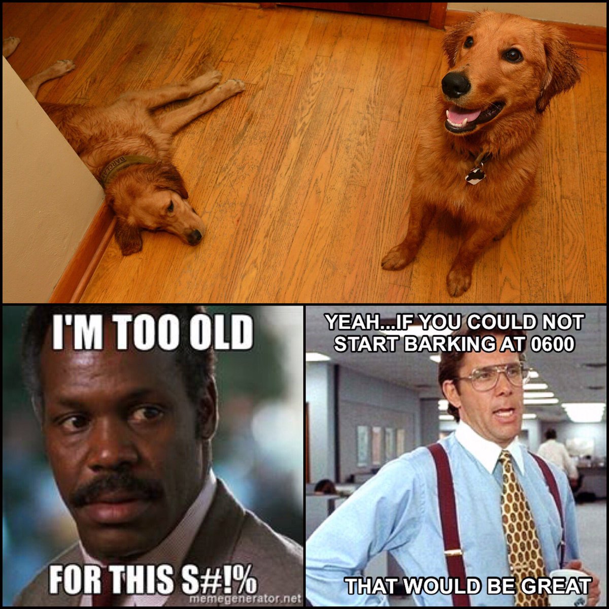 Barclay_FTW's tweet photo. I'm the one on the left. Little brother is driving me a little nuts with all of his energy #goldenretriever #bigbroproblems https://t.co/y3JhuWODHH