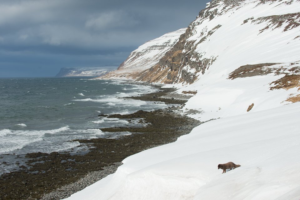 northshots's tweet photo. It is rare to find a charismatic wildlife subject in a spectacular setting that has not been heavily photographed 📸 https://t.co/vGLzu1E7HO https://t.co/pL6ICMgXhS