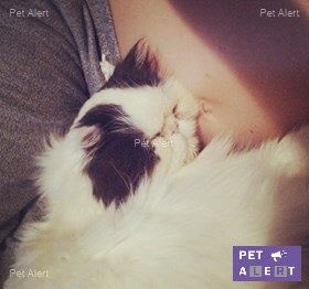 #PetAlert "Joe" #chat persan #ANGERS 12/06/17 ~ nuit quartier Pasteur. Identifié par puce, ss collier, sociable, pas habitué à l'extérieur.