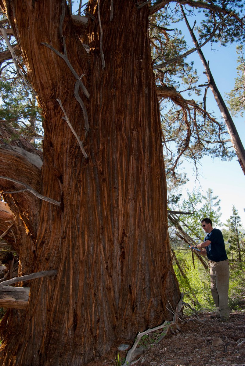 scottysci's tweet image. #FieldFlashback my favorite grove of Juniperus grandis (Sierra Juniper). Amazing #ancienttrees! Coring is useless. @AncientTreesATF