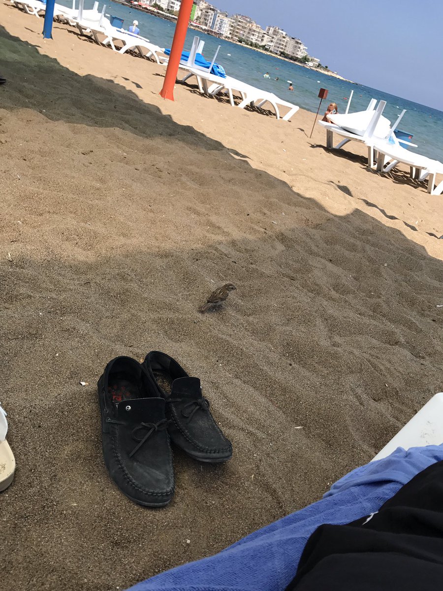 Sessiz bir misafir #mersin #susanoğlu