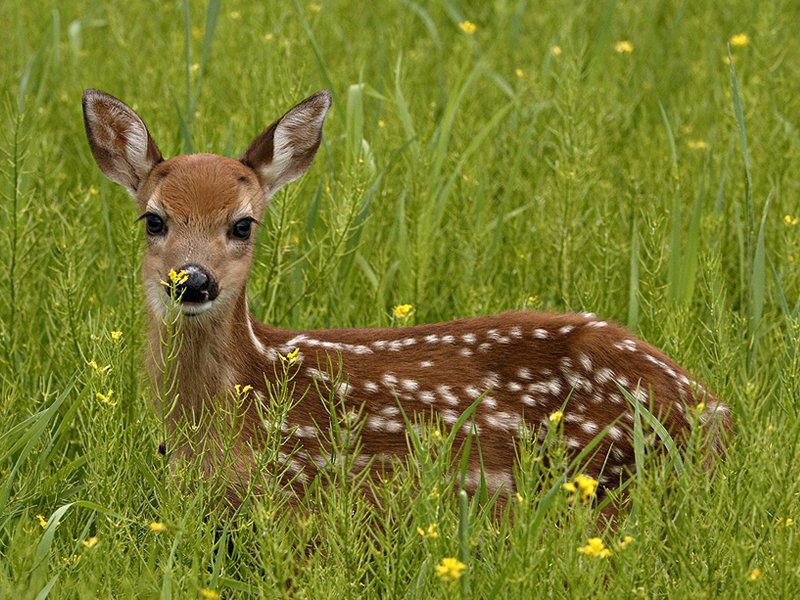 Leave Young Animals Untouched dlvr.it/PM1XZB https://t.co/Emj5u9vBp4