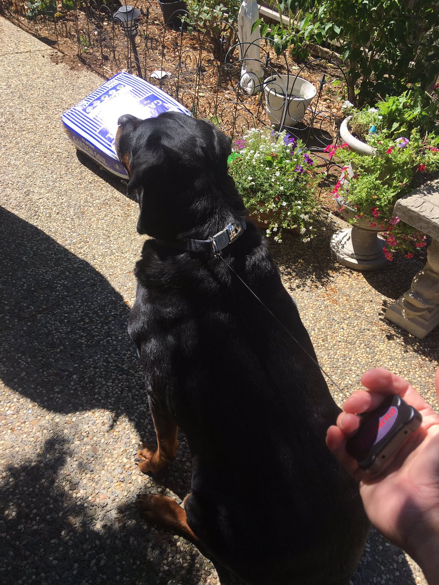 UnleashedIDs's tweet photo. Big Dogs need love &amp; UnLeashed IDs as well. https://t.co/apLnM6RLWh https://t.co/9n4HBCcOXU