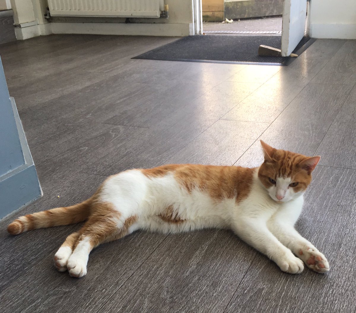 Lenny, the Club cat relaxing on the cooling reception floor. <a href="/LewesHockeyClub/">Lewes Hockey Club</a> <a href="/daveleach3k/">Dave Leach</a>