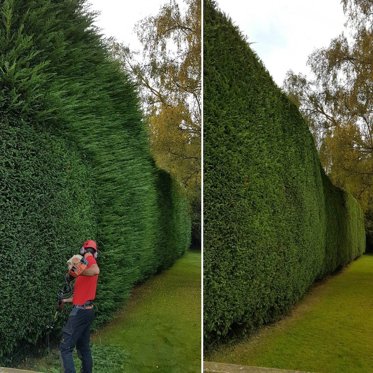 JenksWokingham's tweet photo. 10% off hedge work until the end of July.  Call 08004583328 or email info@jenkswokingham.co.uk for free quote!
#Berkshire #buckinghamshire https://t.co/AQ0JqSxnSu