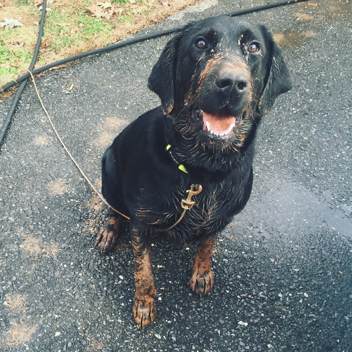 Lobo_Bosiger's tweet photo. @allycstone 3lbs to 83lbs and muddy https://t.co/loqzUQzVI3