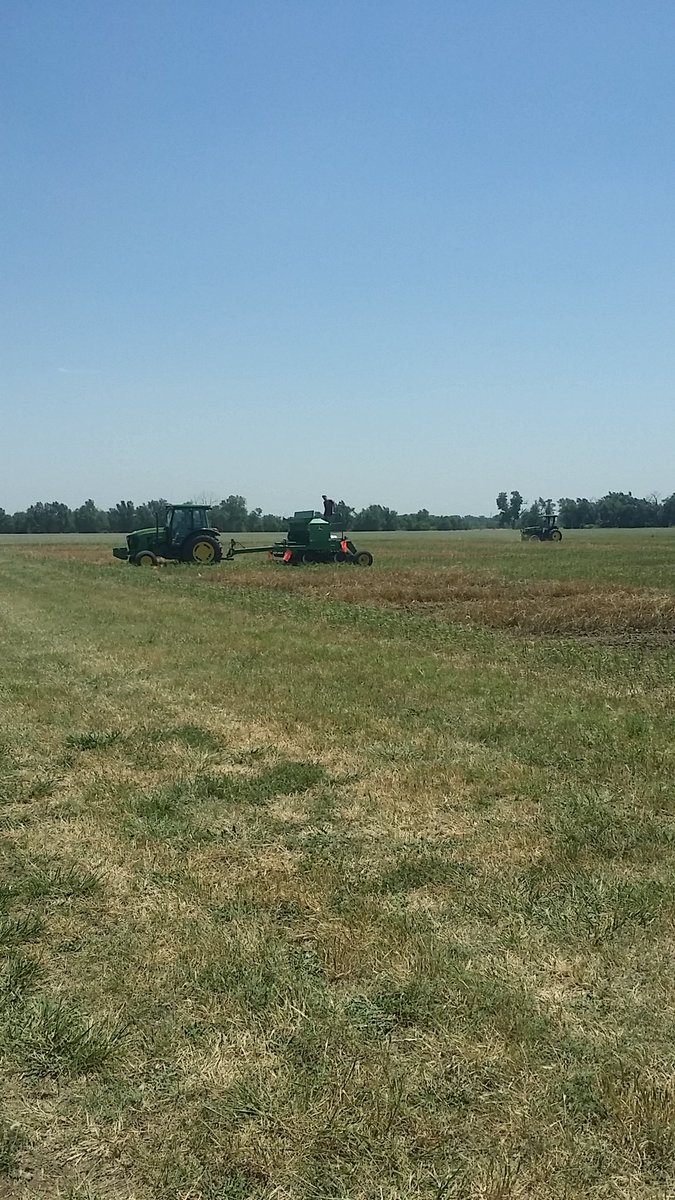 KStateSCEF's tweet photo. Lots of #wheat harvesting and #doublecropping going on at the K-State South Central Experiment Field. @KStateAgron @KStateSCEF https://t.co/tI0Cdjy94P
