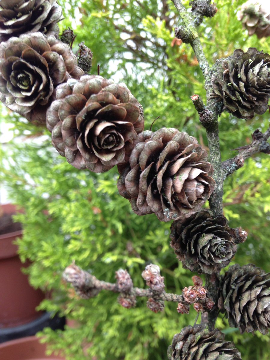 Jamila_Artist's tweet photo. Found these on our evening walk #pinecones I think that they look like 🌹s #texture #nature #founditem https://t.co/MgdgiTPDxN