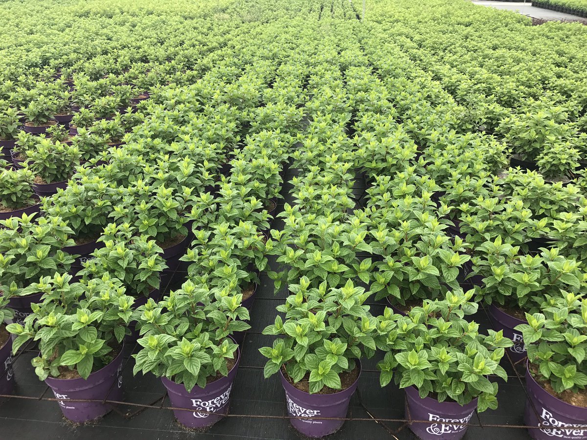 Vandaag de productie van de Forever&amp;Ever XXL (C10) pluimhortensia in België bezocht. Over enkele weken beschikbaar in vier kleuren!