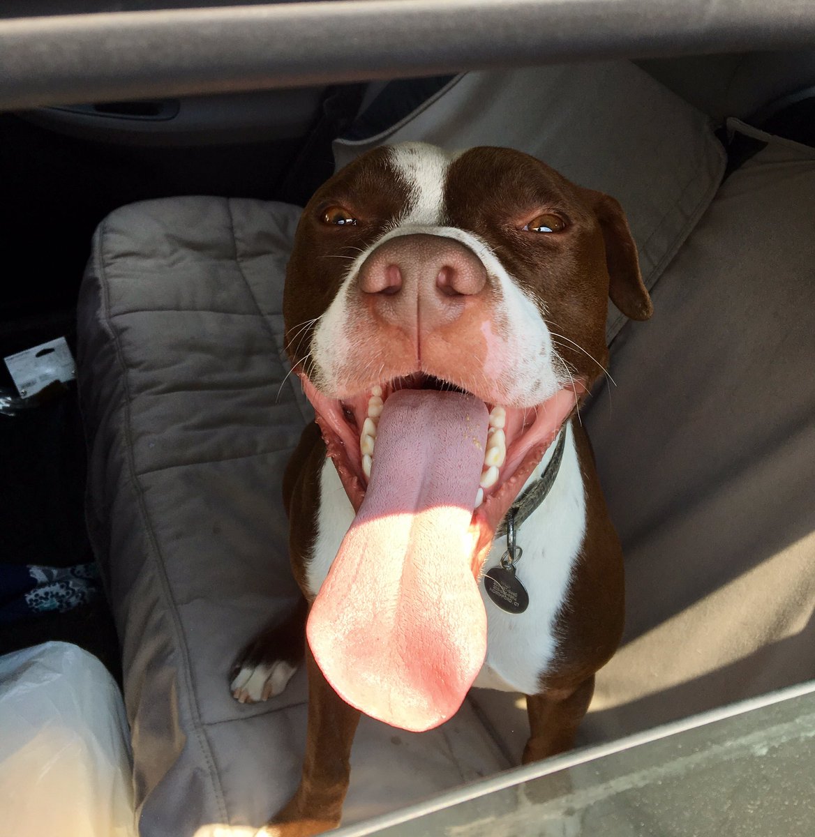 EquestGirl13's tweet photo. Seriously he's too cute! #pitbull #DontBullyMyBreed #toungeouttuesday #pitbullsmile https://t.co/edmx6JA0HX