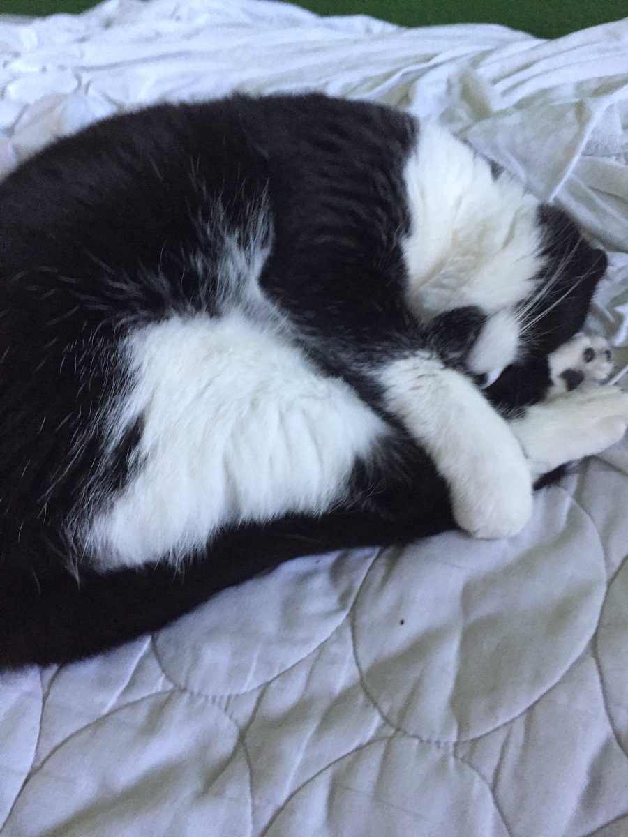 ChaseRCHQ's tweet photo. Meet Lily, a black and white cat that I love with all my heart. https://t.co/hFzhl6x3xB