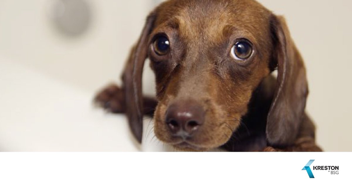KrestonBSG's tweet photo. De los 23 millones de perros y gatos en México, 30% tiene un hogar. 
 # KrestonBSGResponsabilidadSocial https://t.co/b7mdxRxjjf