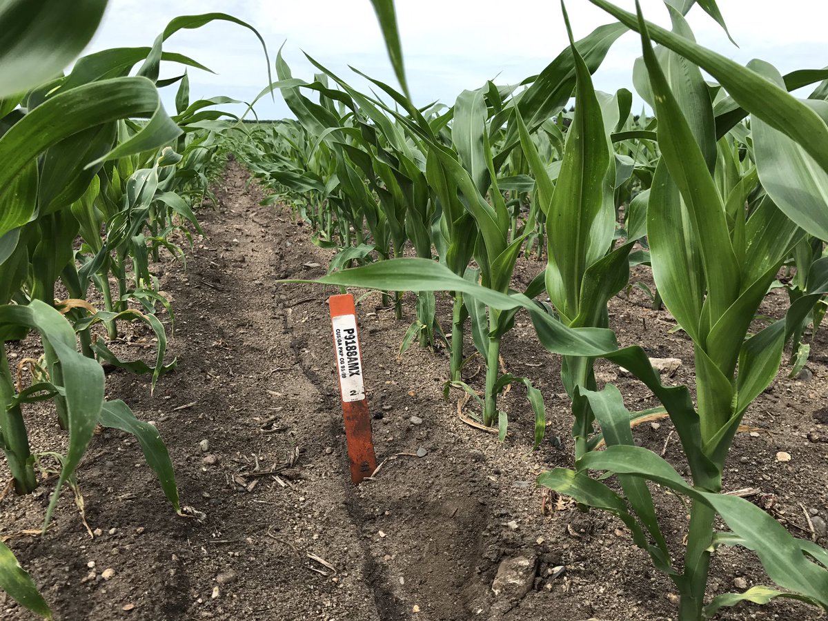 oakhillseeds_rw's tweet photo. This is 18-24" tall @PioneerMN #P9188AMX. The average person's knee is 21" above the ground. And we still have 3 weeks before July 4. https://t.co/ig9H93XF7I