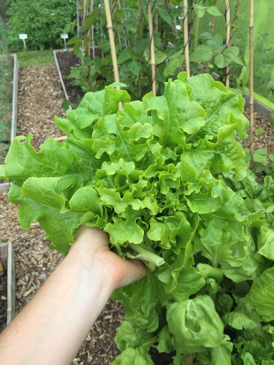 Grow Lotty Grow tweet media