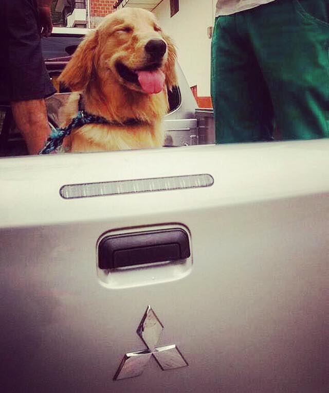 Mitsubishi_Col's tweet photo. Estos peluditos siempre serán la mejor compañía. #AdoptaUnPeludito #FamiliaMitsubishi #QualityTimeNow https://t.co/7gTSysDOB9