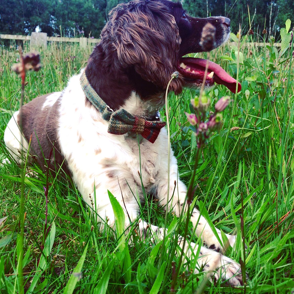 millieandbailey's tweet photo. Happy birthday Millie 8 years old  ❤️ #Tweed #bowtie #springerspaniel #birthday https://t.co/oG7pkox2cT