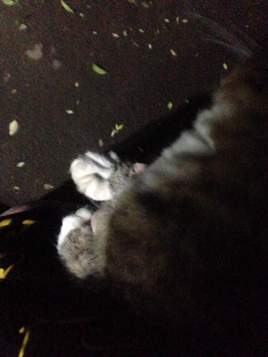 nowkeiyan's tweet photo. Какая-то крошка забралась ко мне на руки. 😽🐈 https://t.co/zex7p7Kin1