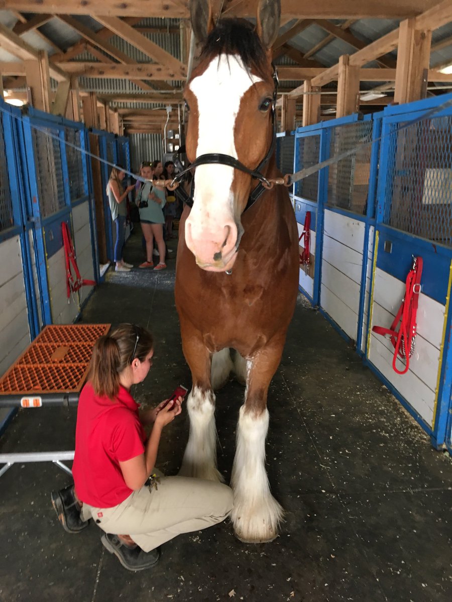 Uc Davis On Twitter The Uc Davis Horse Barn Has Some Special
