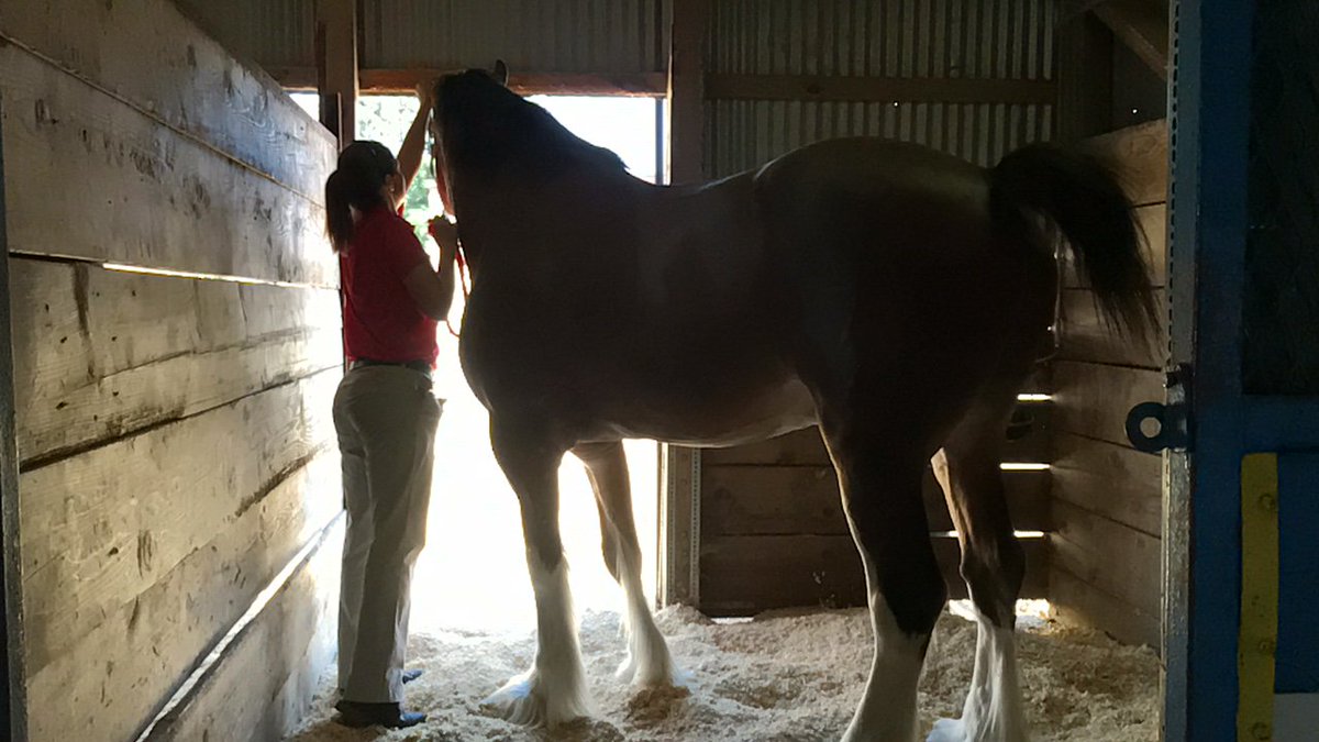Uc Davis On Twitter The Uc Davis Horse Barn Has Some Special
