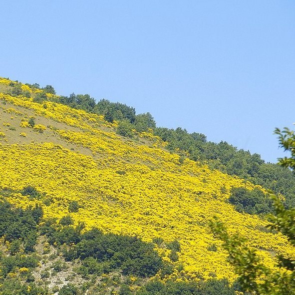 CamoscioSibilla's tweet photo. Splendide fioriture di ginestre sul colle di Elcito ( San Vicino) - #ripartidaisibillini #what_click #depthsofearth #click_vision #freedomt… https://t.co/0vb56Rh3HD
