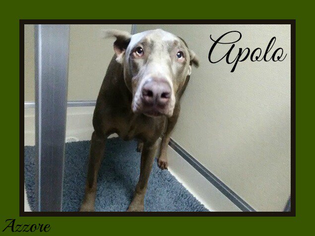 Azzore's tweet photo. X-ray looks good! Apolo has left radiology and is in recovery where our clinical staff will continue to monitor him post-op. https://t.co/A3nHtwNQej